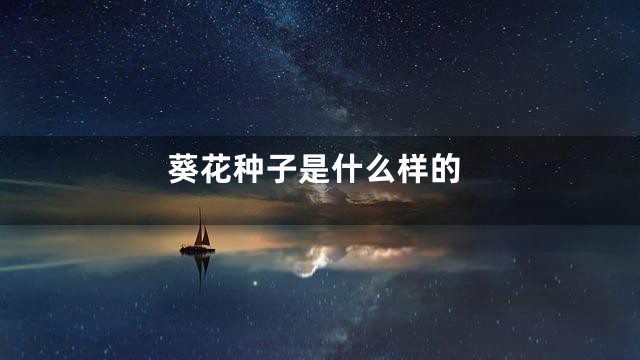 葵花种子是什么样的