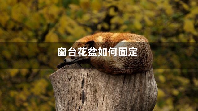 窗台花盆如何固定