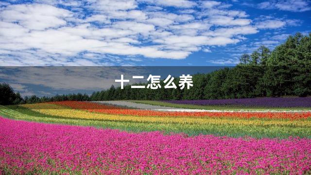 十二怎么养