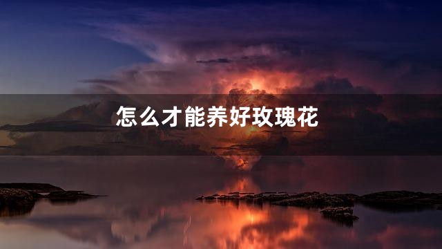 怎么才能养好玫瑰花