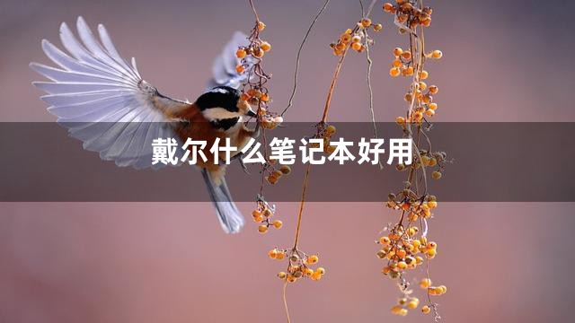 戴尔什么笔记本好用