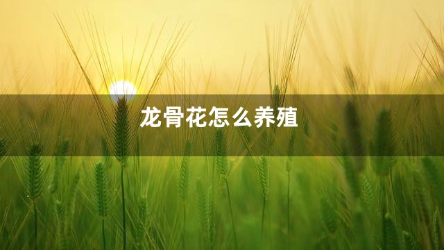 龙骨花怎么养殖