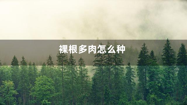 裸根多肉怎么种