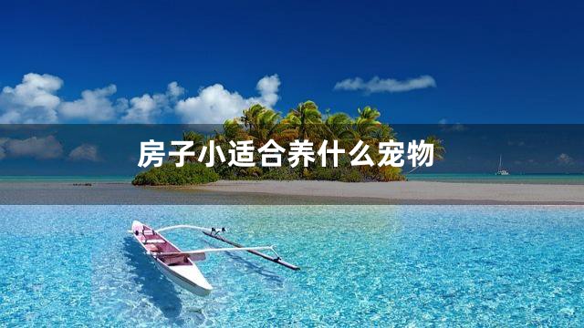 房子小适合养什么宠物