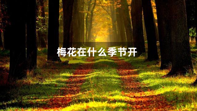 梅花在什么季节开