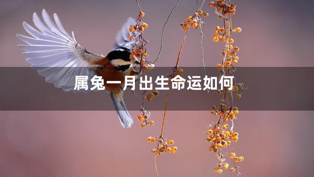 属兔一月出生命运如何
