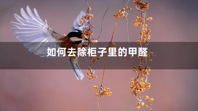 如何去除柜子里的甲醛