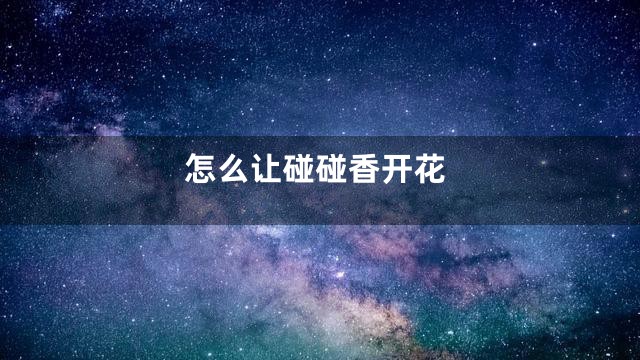 怎么让碰碰香开花