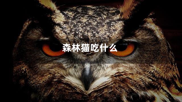 森林猫吃什么