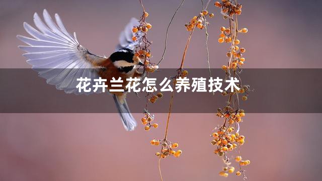 花卉兰花怎么养殖技术