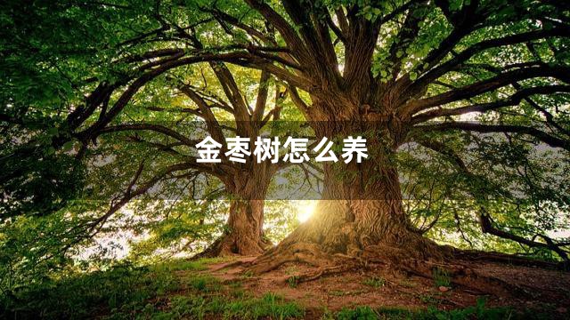 金枣树怎么养