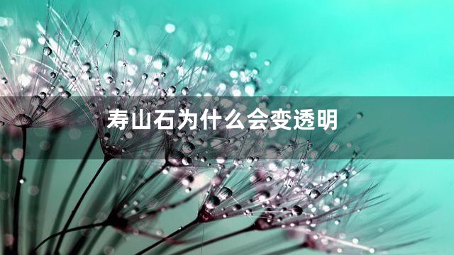 寿山石为什么会变透明