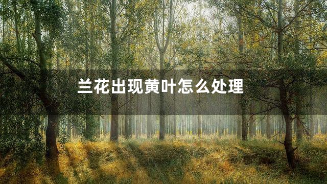 兰花出现黄叶怎么处理