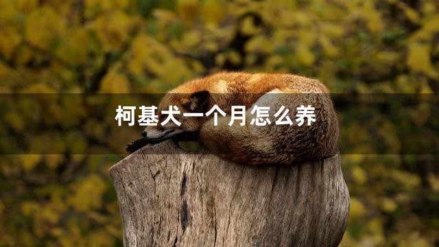 柯基犬一个月怎么养