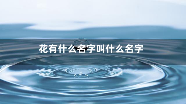 花有什么名字叫什么名字