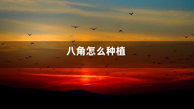 八角怎么种植