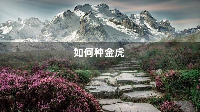 如何种金虎
