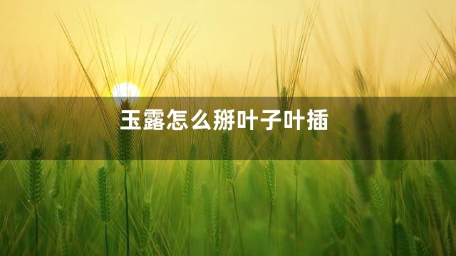 玉露怎么掰叶子叶插