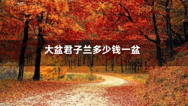 大盆君子兰多少钱一盆