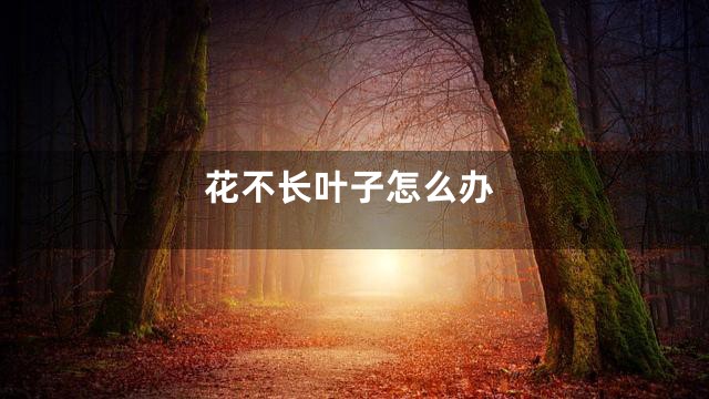 花不长叶子怎么办