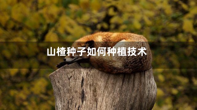山楂种子如何种植技术