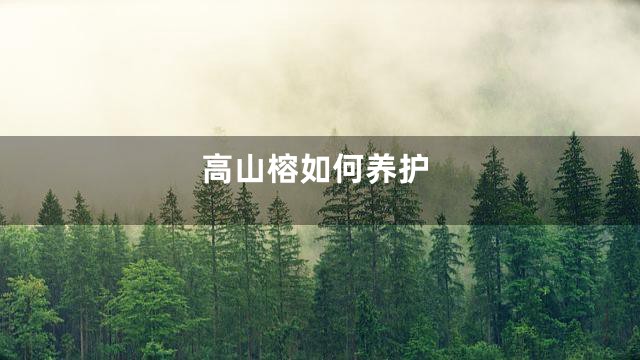 高山榕如何养护