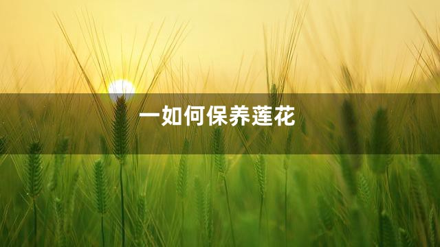 一如何保养莲花