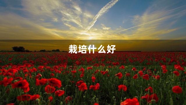 栽培什么好
