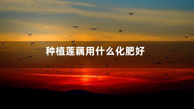 种植莲藕用什么化肥好