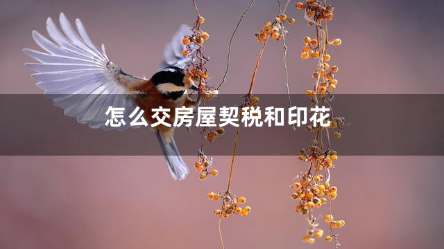 怎么交房屋契税和印花