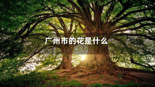 广州市的花是什么