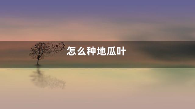 怎么种地瓜叶