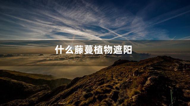 什么藤蔓植物遮阳