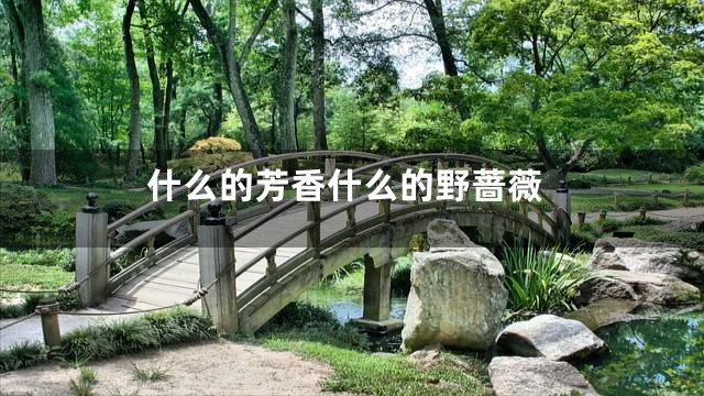 什么的芳香什么的野蔷薇