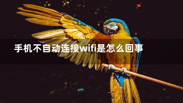 手机不自动连接wifi是怎么回事