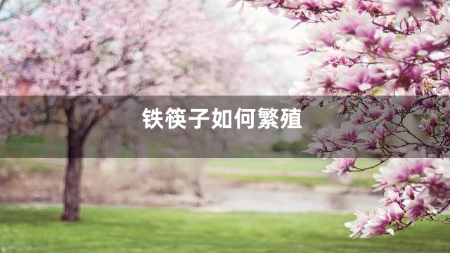 铁筷子如何繁殖