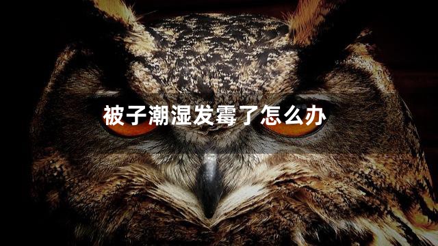 被子潮湿发霉了怎么办