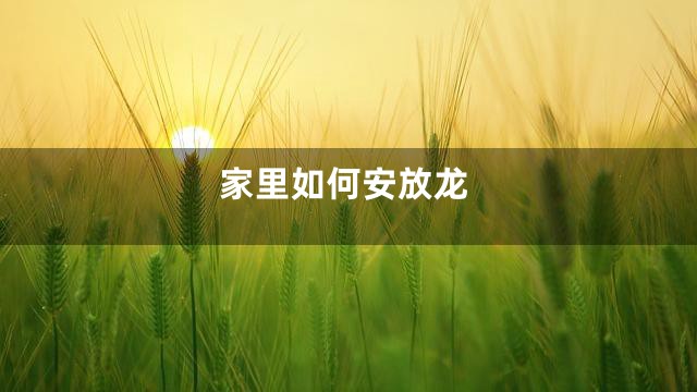 家里如何安放龙