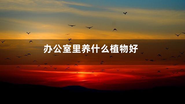 办公室里养什么植物好