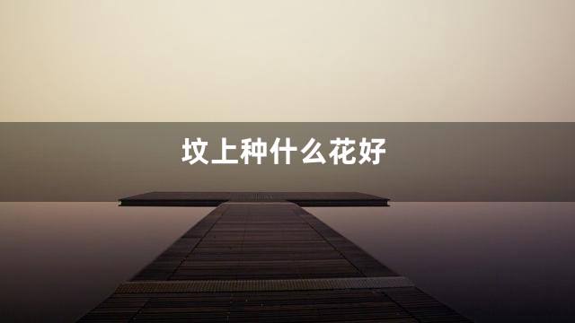 坟上种什么花好