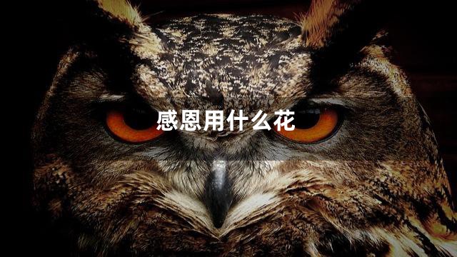 感恩用什么花