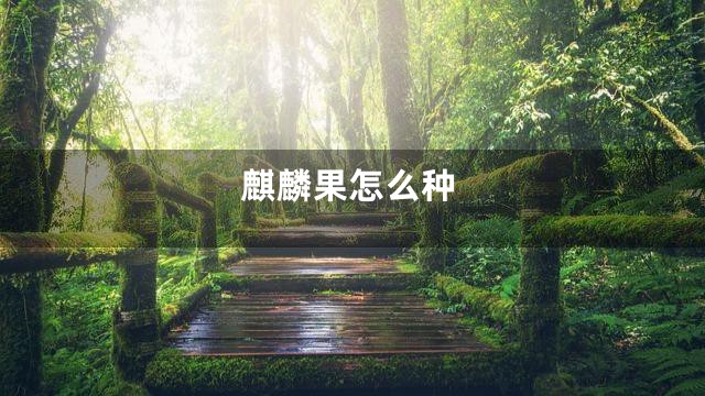 麒麟果怎么种