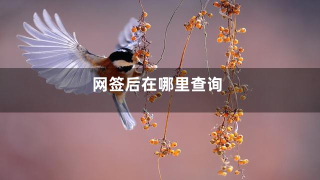 网签后在哪里查询