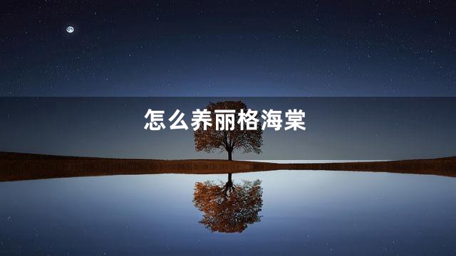 怎么养丽格海棠