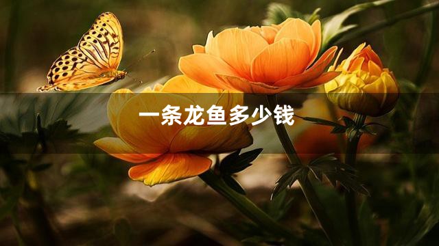 一条龙鱼多少钱