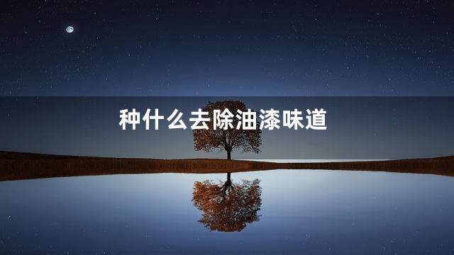 种什么去除油漆味道