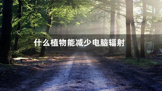 什么植物能减少电脑辐射