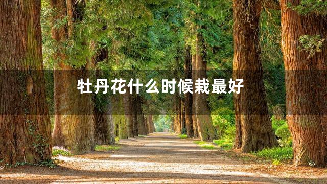 牡丹花什么时候栽最好