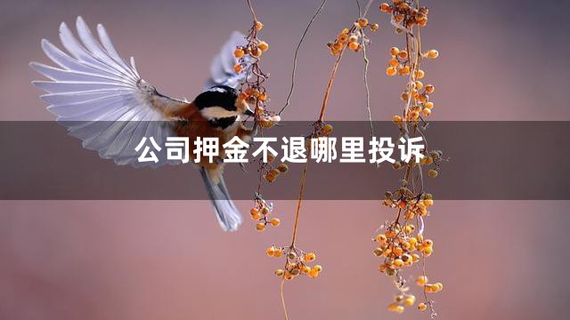 公司押金不退哪里投诉