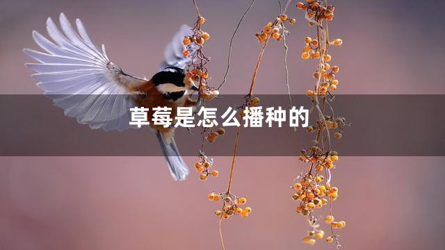 草莓是怎么播种的